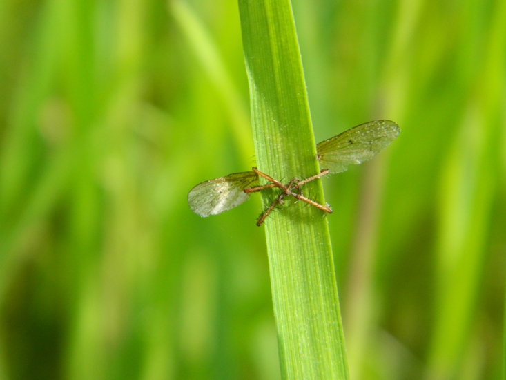 Cosa  successo? Ditteri colpiti da Entomophthora muscae